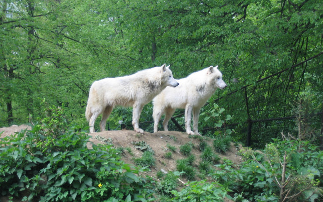 Обои картинки фото животные, волки, деревья, белые