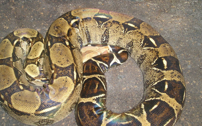 Обои картинки фото животные, змеи, питоны, кобры, питон