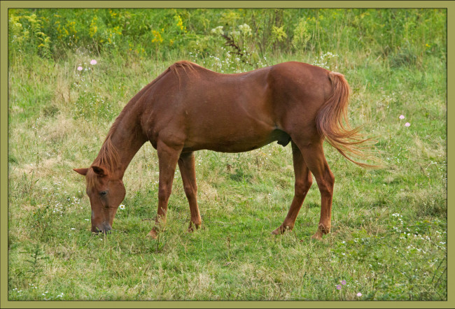 Обои картинки фото животные, лошади, луг