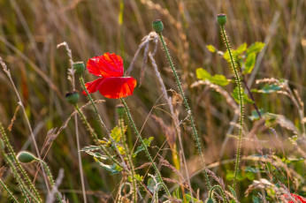 Картинка цветы маки бутоны красный трава