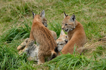 обоя животные, рыси, котенок