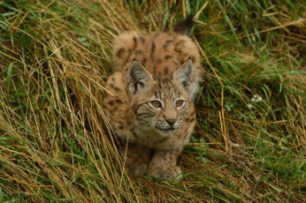 Картинка животные рыси котенок