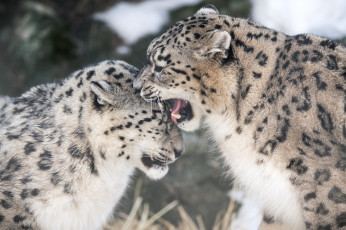 Картинка животные снежный+барс+ ирбис кошки пара игра укус пасть клыки