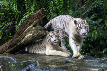 Картинка животные тигры пара