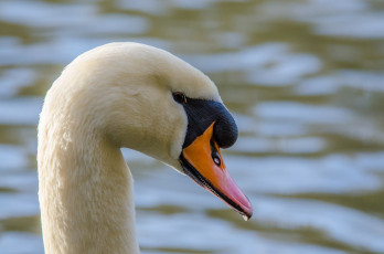 Картинка животные лебеди белый профиль клюв
