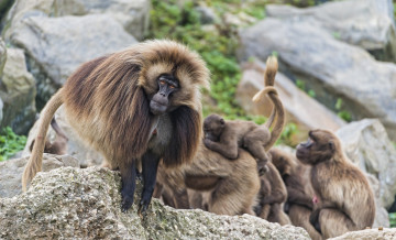 Картинка животные обезьяны смешные