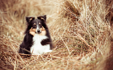 обоя животные, собаки, трава