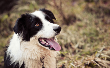 Картинка животные собаки язык