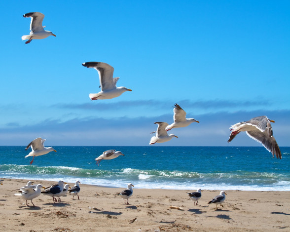 Обои картинки фото животные, Чайки,  бакланы,  крачки, небо, чайки, берег, волны, море, облака
