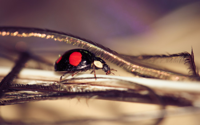 Обои картинки фото животные, божьи коровки, лапки