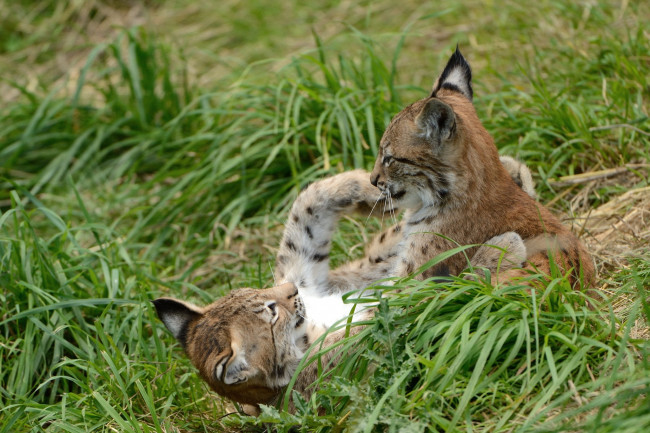 Обои картинки фото животные, рыси, котенок