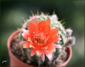 Картинка цветы кактусы колючки красота кактус