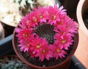 Картинка цветы кактусы кактус колючки красота