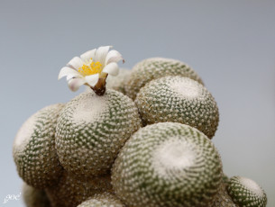 обоя цветы, кактусы, колючки, красота, кактус