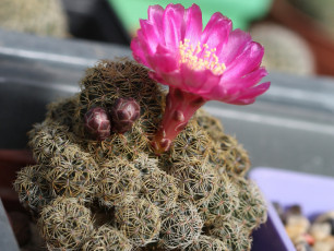 Картинка цветы кактусы колючки красота кактус