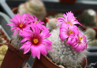 Картинка цветы кактусы колючки красота кактус