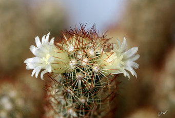 Картинка цветы кактусы колючки кактус красота