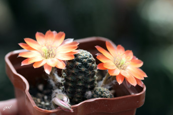 Картинка цветы кактусы цветение красота колючки кактус макро