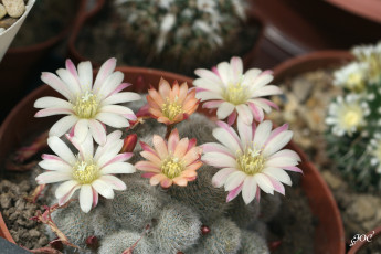 Картинка цветы кактусы красота колючки кактус макро цветение