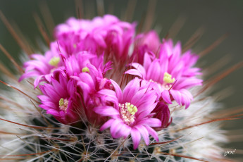 Картинка цветы кактусы макро красота цветение колючки кактус