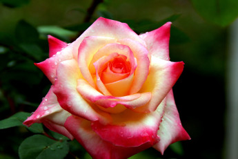 Картинка цветы розы капли