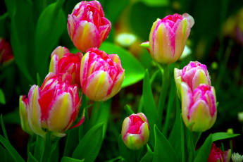 Картинка цветы тюльпаны бутоны