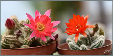 Картинка цветы кактусы макро цветение красота колючки кактус