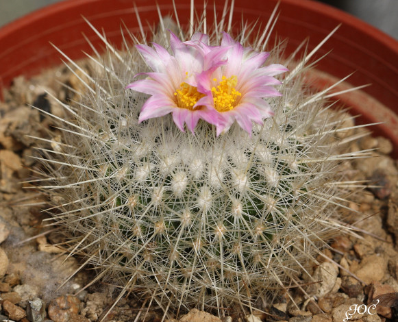 Обои картинки фото цветы, кактусы, кактус, колючки, красота