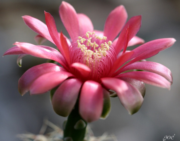 Обои картинки фото цветы, кактусы, колючки, красота, кактус