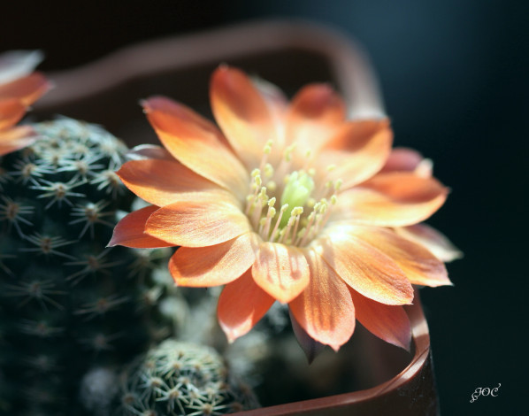 Обои картинки фото цветы, кактусы, макро, колючки, красота, цветение, кактус