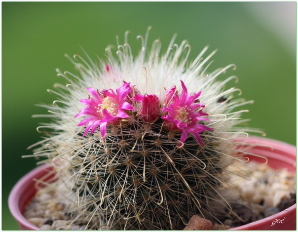 Обои картинки фото цветы, кактусы, колючки, красота, кактус