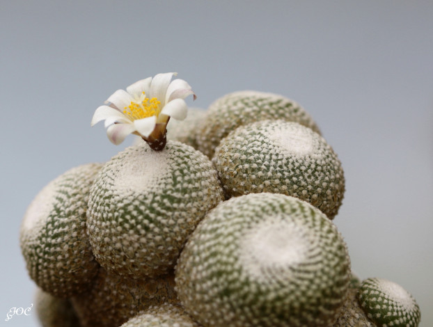 Обои картинки фото цветы, кактусы, колючки, красота, кактус