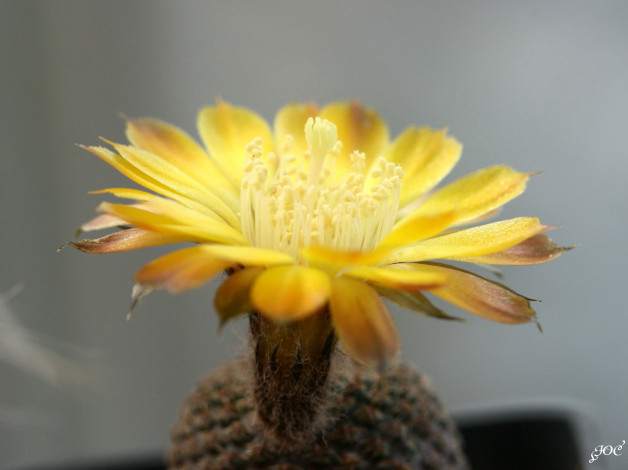 Обои картинки фото цветы, кактусы, цветение, красота, колючки, кактус, макро