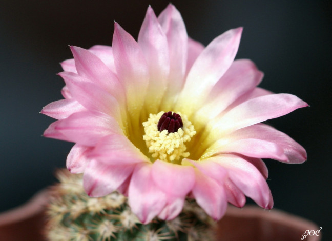 Обои картинки фото цветы, кактусы, колючки, красота, кактус