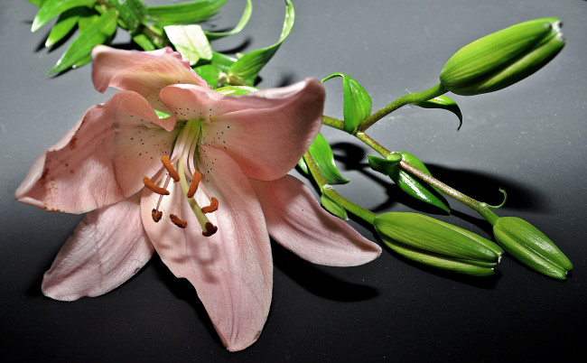 Обои картинки фото цветы, лилии,  лилейники, лилия