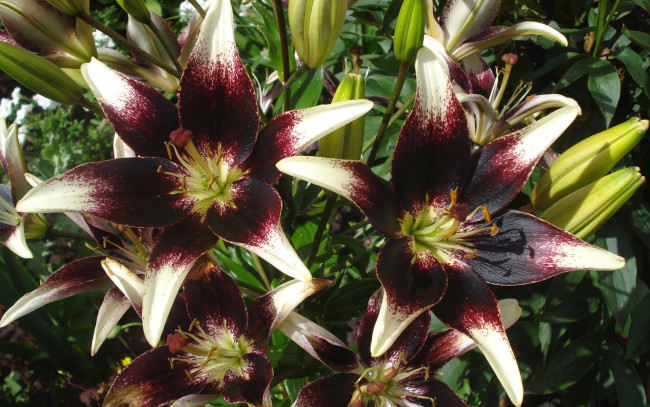 Обои картинки фото цветы, лилии,  лилейники, лепестки