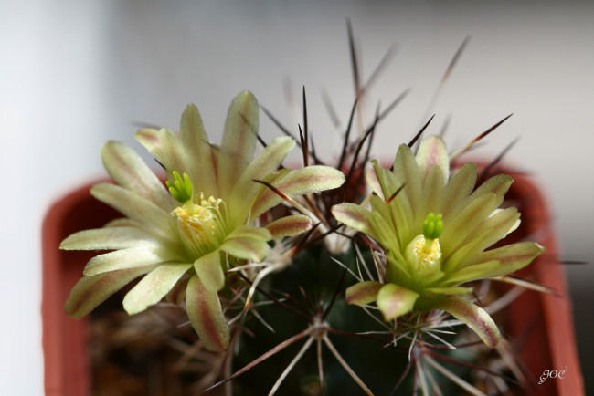 Обои картинки фото цветы, кактусы, колючки, красота, кактус