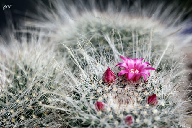 Обои картинки фото цветы, кактусы, макро, кактус, цветение, красота, колючки