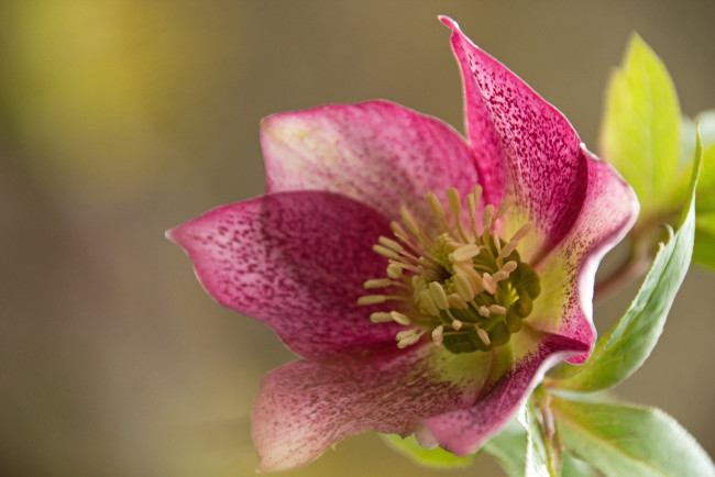 Обои картинки фото цветы, розовый, цветок, фон, макро, лепестки, тычинки