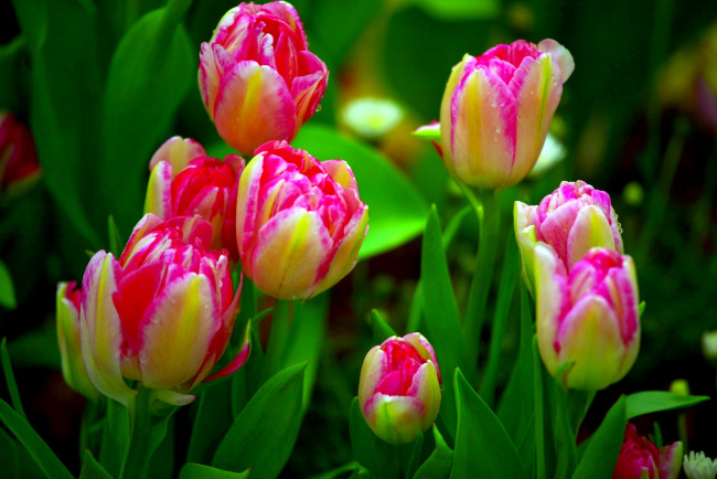 Обои картинки фото цветы, тюльпаны, бутоны