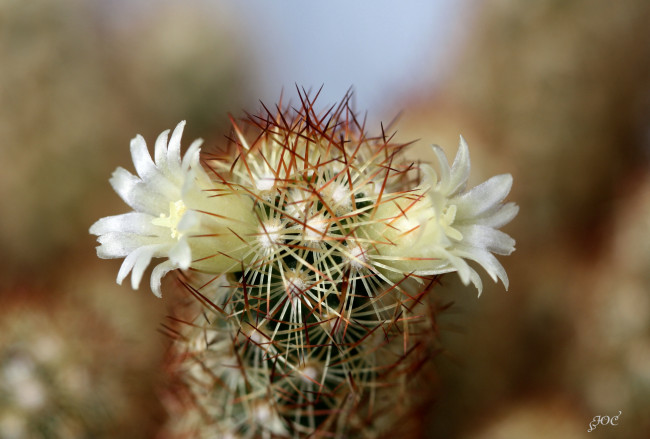 Обои картинки фото цветы, кактусы, колючки, кактус, красота