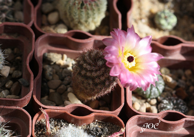 Обои картинки фото цветы, кактусы, кактус, цветение, макро, красота, колючки