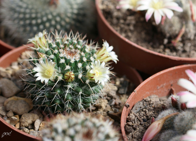 Обои картинки фото цветы, кактусы, кактус, макро, цветение, красота, колючки