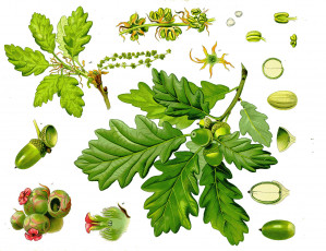 Картинка рисованное природа жёлуди листья дуб рисунок