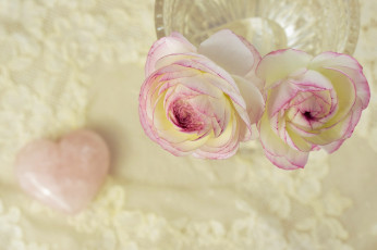 Картинка цветы ранункулюс+ азиатский+лютик ранункулюс дуэт ваза