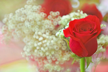 Картинка цветы розы боке бутон роза