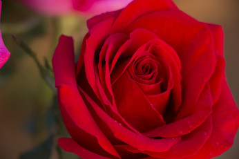 Картинка цветы розы роза