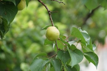 Картинка природа плоды ветка яблоки