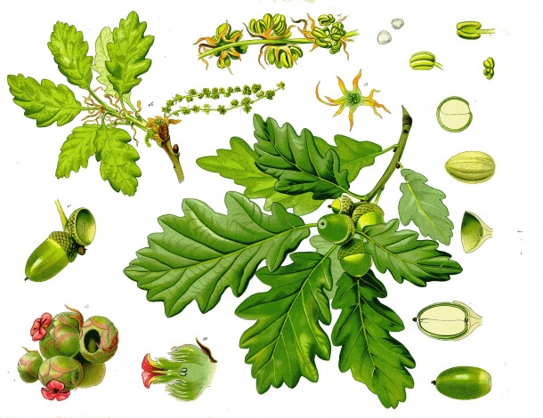 Обои картинки фото рисованное, природа, жёлуди, листья, дуб, рисунок