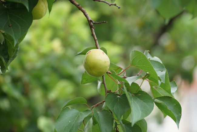 Обои картинки фото природа, плоды, ветка, яблоки